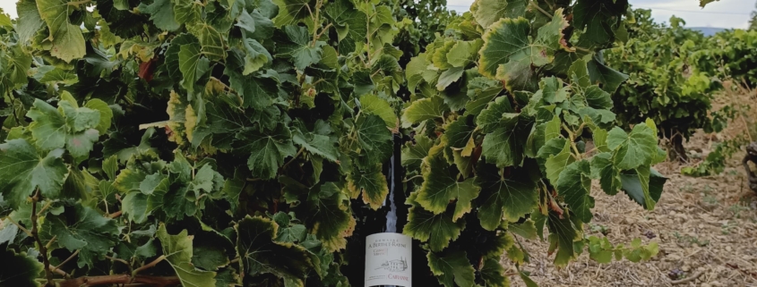 Les sélection des vins de la Vallée du Rhône pour CAVE CONSEIL