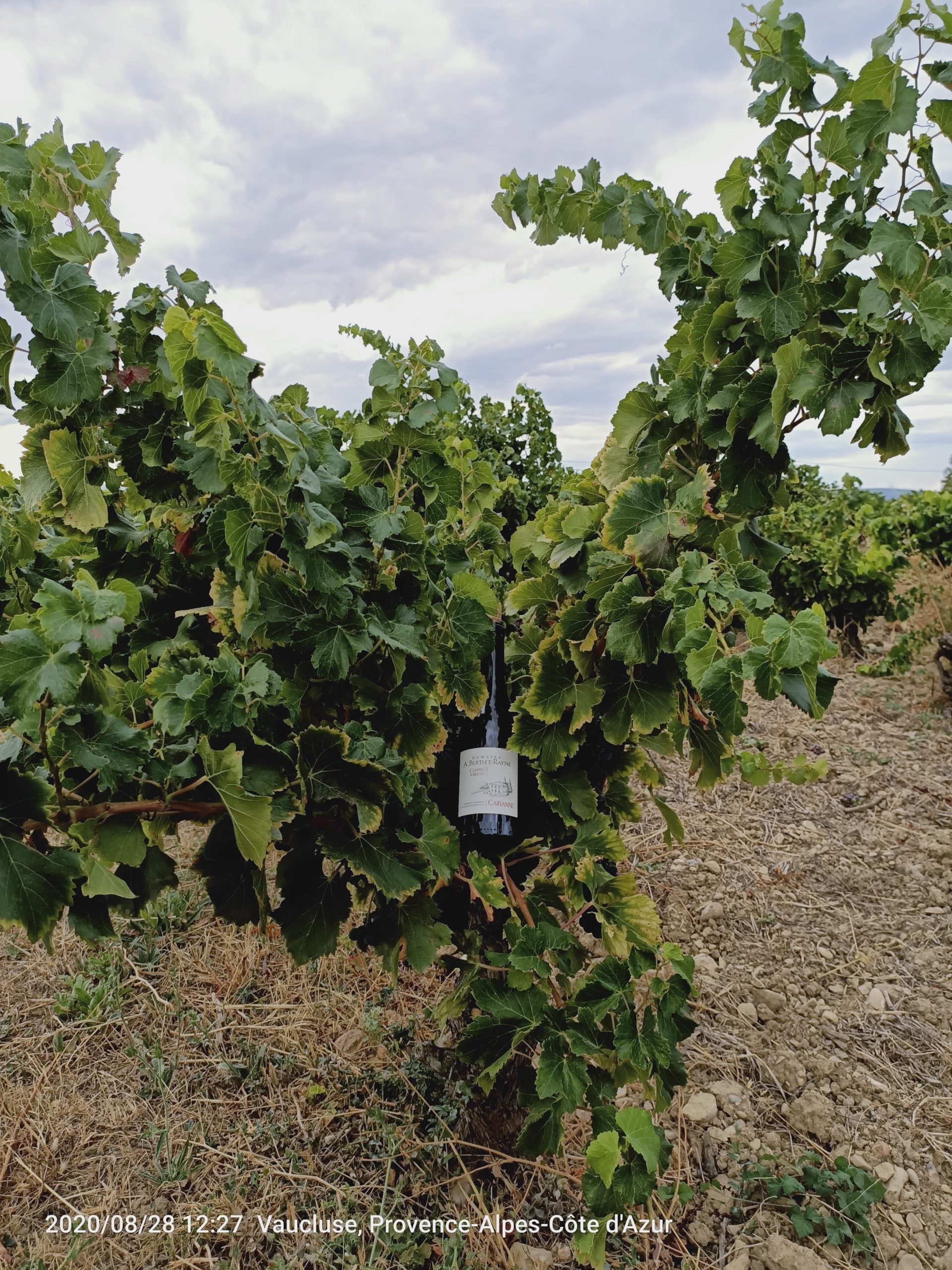 Les sélection des vins de la Vallée du Rhône pour CAVE CONSEIL
