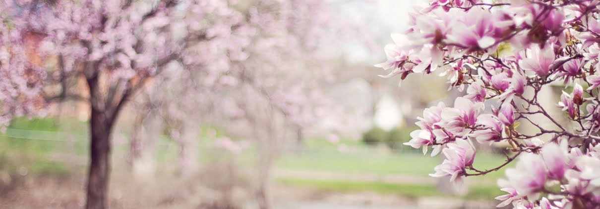 Arbres en fleurs au Printemps