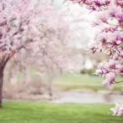 Arbres en fleurs au Printemps