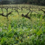 Les vignes de Pero Longo